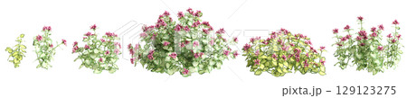 3d illustration of set bush Lamium maculatum isolated on transparent background 129123275