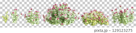 3d illustration of set bush Lamium maculatum isolated on transparent background 129123275
