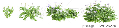 3d illustration of set bush Isotoma fluviatilis isolated on transparent background 129123276
