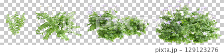 3d illustration of set bush Isotoma fluviatilis isolated on transparent background 129123276