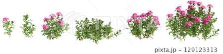 3d illustration of set bush glandularia tenera isolated on transparent background 129123313