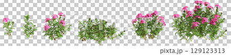 3d illustration of set bush glandularia tenera isolated on transparent background 129123313