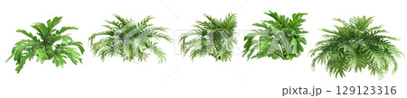 3d illustration of set bush philodendron xanadu isolated on transparent background 3d illustration of set bush philodendron xanadu isolated on transparent background 129123316