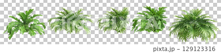 3d illustration of set bush philodendron xanadu isolated on transparent background 3d illustration of set bush philodendron xanadu isolated on transparent background 129123316