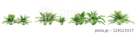 3d illustration of set bush philodendron xanadu isolated on transparent background 3d illustration of set bush philodendron xanadu isolated on transparent background 129123317