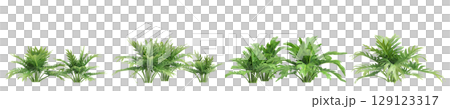3d illustration of set bush philodendron xanadu isolated on transparent background 3d illustration of set bush philodendron xanadu isolated on transparent background 129123317