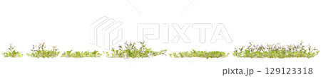 3d illustration of set bush mazus pumilus isolated on transparent background 129123318