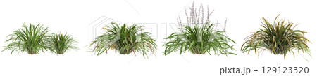 3d illustration of set bush Liriope muscari variegata isolated on transparent background 3d illustration of set bush Liriope muscari variegata isolated on transparent background 129123320