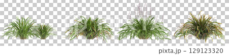 3d illustration of set bush Liriope muscari variegata isolated on transparent background 3d illustration of set bush Liriope muscari variegata isolated on transparent background 129123320