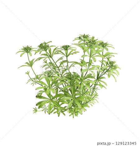 3d illustration of bush Galium aparine isolated on transparent background 129123345