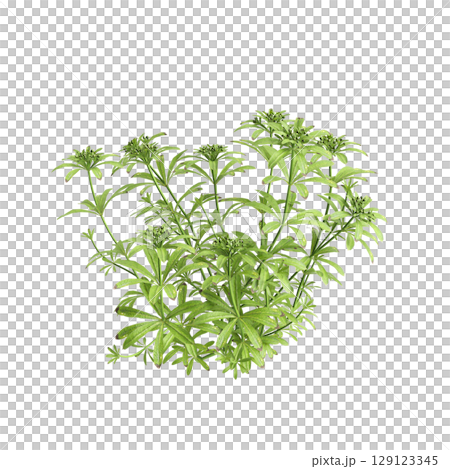 3d illustration of bush Galium aparine isolated on transparent background 129123345