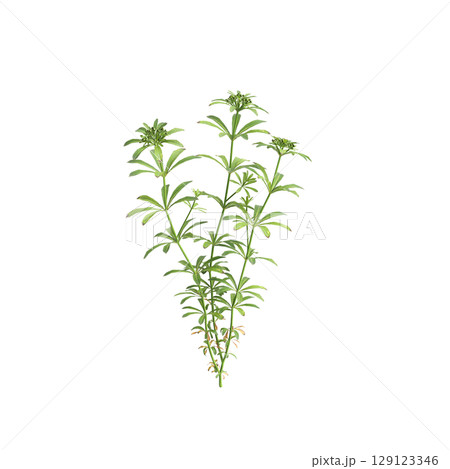 3d illustration of bush Galium aparine isolated on transparent background 129123346