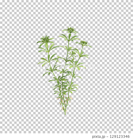 3d illustration of bush Galium aparine isolated on transparent background 129123346