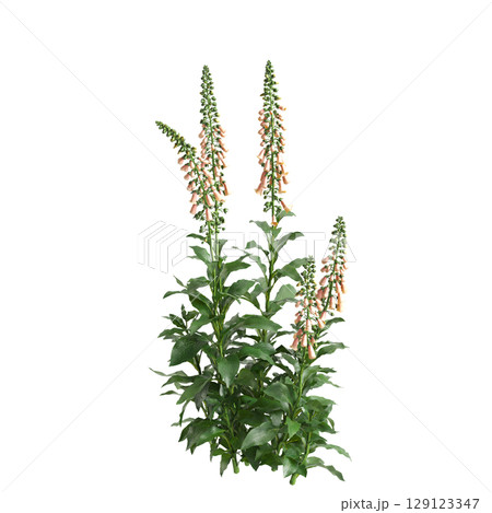 3d illustration of bush Digitalis purpurea isolated on transparent background 129123347