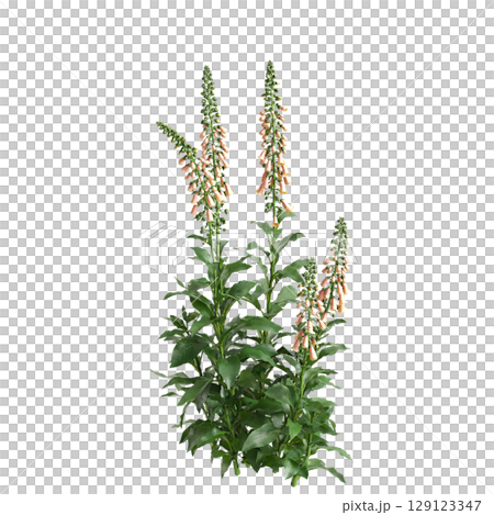 3d illustration of bush Digitalis purpurea isolated on transparent background 129123347