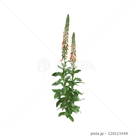 3d illustration of bush Digitalis purpurea isolated on transparent background 129123349