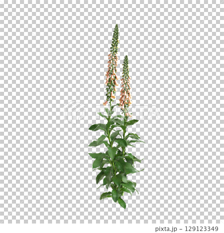 3d illustration of bush Digitalis purpurea isolated on transparent background 129123349