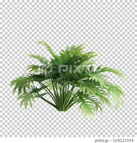 3d illustration of bush philodendron xanadu isolated on transparent background 3d illustration of bush philodendron xanadu isolated on transparent background 129123354