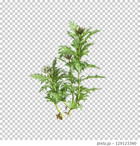 3d illustration of bush glandularia tenera isolated on transparent background 129123360