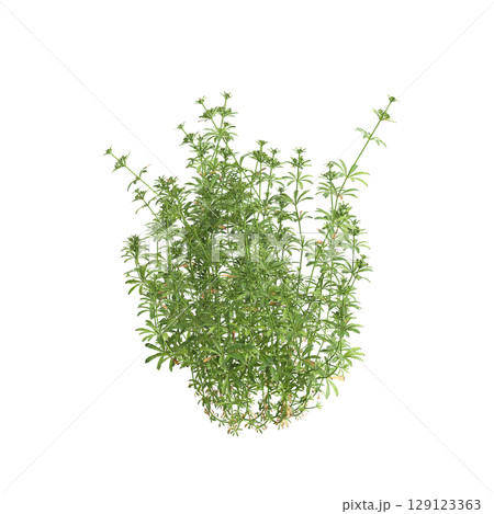3d illustration of bush Galium aparine isolated on transparent background 129123363