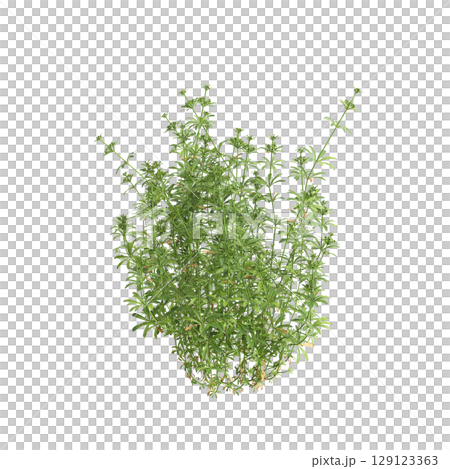 3d illustration of bush Galium aparine isolated on transparent background 129123363