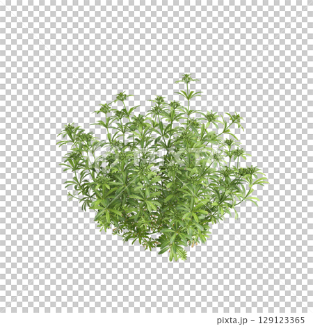 3d illustration of bush Galium aparine isolated on transparent background 129123365