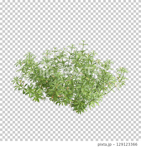 3d illustration of bush Galium aparine isolated on transparent background 129123366