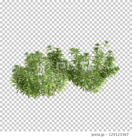 3d illustration of bush Galium aparine isolated on transparent background 129123367