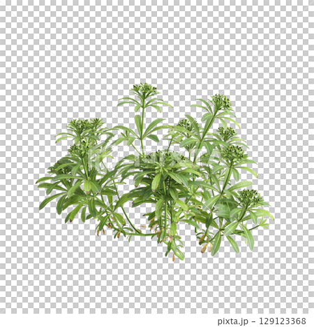 3d illustration of bush Galium aparine isolated on transparent background 3d illustration of bush Galium aparine isolated on transparent background 129123368