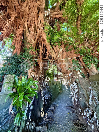 長崎県・五島列島・中通島・奈良尾のアコウの木と神社の参道 長崎県・五島列島・中通島・奈良尾のアコウの木と神社の参道 129123445