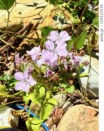 長崎県・五島列島・奈留島・池塚のビーチロックと透き通る海 129123534