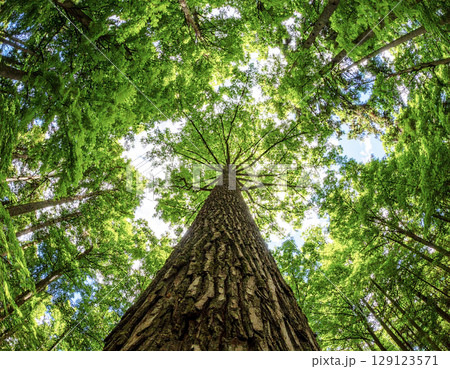 AI生成画像　見上げる大木　緑の葉と空 129123571