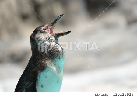 あくびをするフンボルトペンギン 129123925