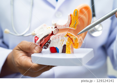 Asian doctor holding human ear model to learn and treat hearing loss in patient. 129124141