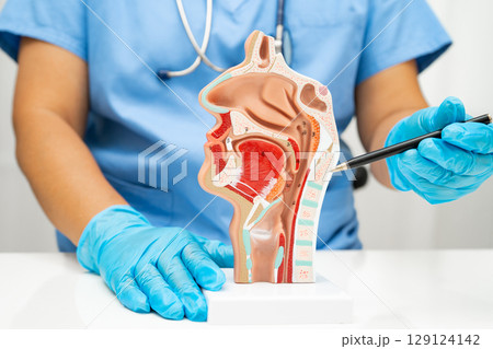 Asian doctor with nasal oral throat cavity neck human anatomy model for study diagnosis and treatment in hospital. 129124142