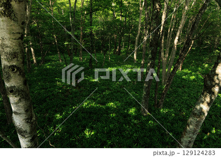 木漏れ日の森 木漏れ日の森 129124283