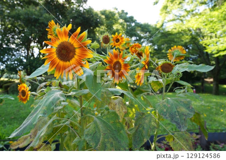 ヒマワリの花 ヒマワリの花 129124586