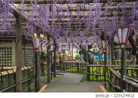 磐田市の熊野の長藤の風景(静岡県) 磐田市の熊野の長藤の風景(静岡県) 129124612