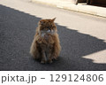 旅先で出会った猫ちゃん 129124806