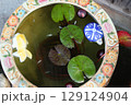 夏の涼しげな風景 129124904