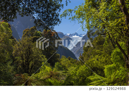 ニュージーランド　ウェスト・コースト地方にあるサウス・サイド・ウォークから見えるフォックス氷河 129124988