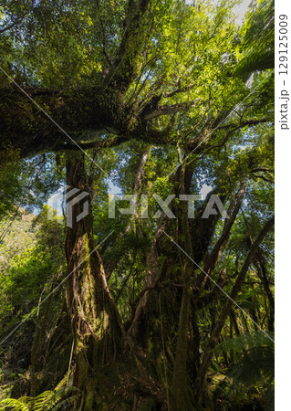 ニュージーランド　ウェスト・コーストにあるフォックス・グレイシャー・サウス・サイド・ウォークの景色 129125009