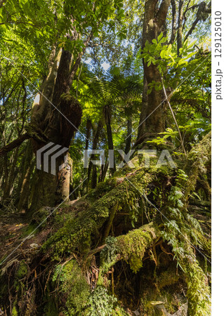 ニュージーランド　ウェスト・コーストにあるフォックス・グレイシャー・サウス・サイド・ウォークの景色 129125010