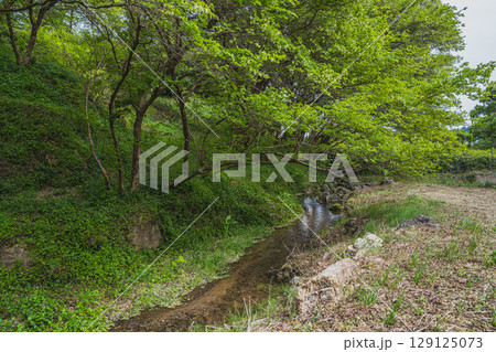 湖西市のトキワマンサク群生地の風景(静岡県) 湖西市のトキワマンサク群生地の風景(静岡県) 129125073