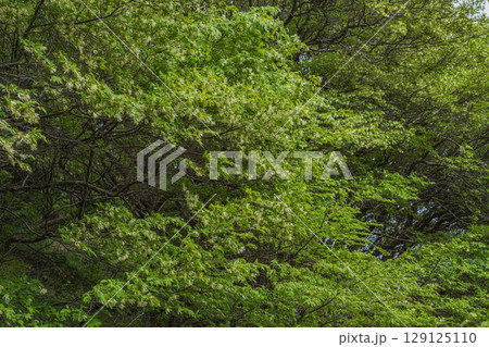 湖西市のトキワマンサク群生地の風景(静岡県) 129125110