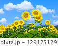 青天　太陽に向かって咲く向日葵 129125129
