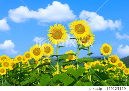 青天　太陽に向かって咲く向日葵 129125129