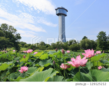 埼玉県行田市の古代蓮の里の風景 129125212