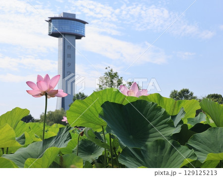 埼玉県行田市の古代蓮の里の風景 129125213