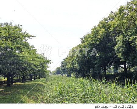 埼玉県行田市の古代蓮の里の風景 埼玉県行田市の古代蓮の里の風景 129125222